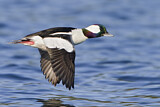 Image. Bufflehead