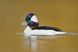 Image. Bufflehead