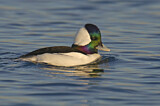 Image. Bufflehead