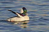 Image. Bufflehead