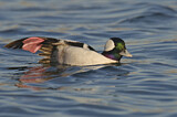 Image. Bufflehead