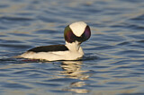 Image. Bufflehead