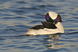 Image. Bufflehead