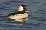 Image. Bufflehead