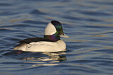 Image. Bufflehead