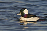 Image. Bufflehead