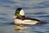Image. Bufflehead