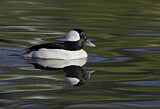 Image. Bufflehead