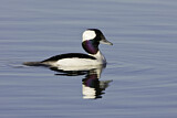 Image. Bufflehead