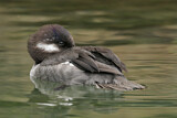 Image. Bufflehead