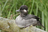 Image. Bufflehead