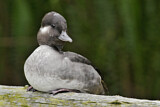 Image. Bufflehead