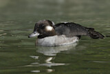 Image. Bufflehead