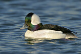 Image. Bufflehead