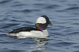 Image. Bufflehead