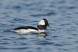Image. Bufflehead