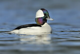 Image. Bufflehead
