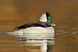 Image. Bufflehead