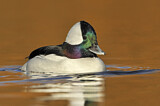 Image. Bufflehead