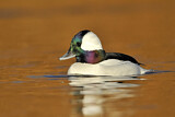 Image. Bufflehead