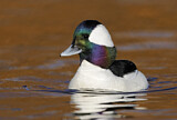 Image. Bufflehead