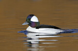 Image. Bufflehead