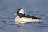 Image. Bufflehead