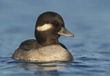 Image. Bufflehead
