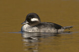 Image. Bufflehead