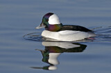 Image. Bufflehead