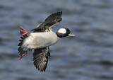 Image. Bufflehead