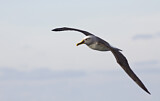 Image. Buller's Albatross