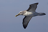 Image. Buller's Albatross