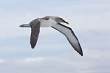 Image. Buller's Albatross