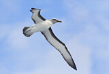 Image. Buller's Albatross