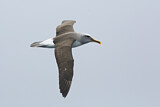 Image. Buller's Albatross