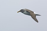 Image. Buller's Albatross