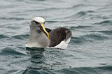Image. Buller's Albatross