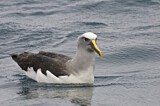Image. Buller's Albatross