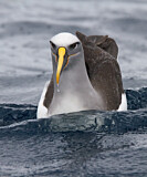 Image. Bulleralbatros