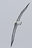 Image. Bulleralbatros