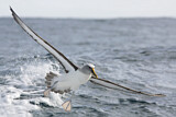 Image. Bulleralbatros
