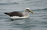 Image. Bulleralbatros
