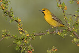 Image. Bullock's Oriole