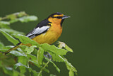 Image. Bullock's Oriole