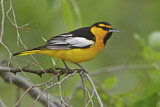 Image. Bullock's Oriole