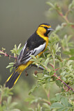 Image. Bullock's Oriole