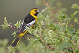 Image. Bullock's Oriole