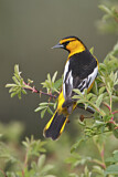 Image. Bullock's Oriole