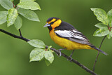 Image. Bullock's Oriole